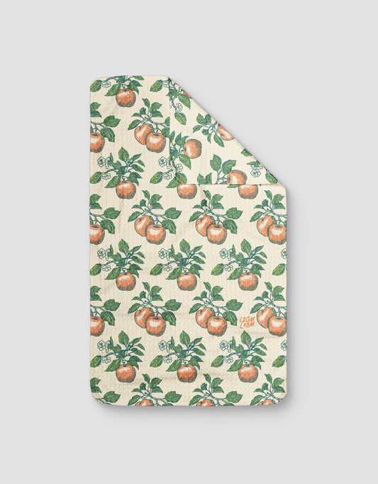 Apple Blooms